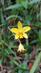 Spathoglottis pubescens