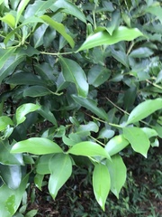 Syzygium levinei