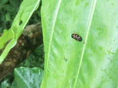 Okiscarta uchidae