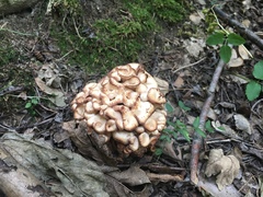 Lentinellus cochleatus
