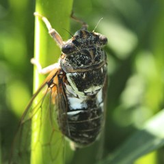 Lyristes gemellus