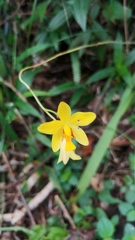 Spathoglottis pubescens