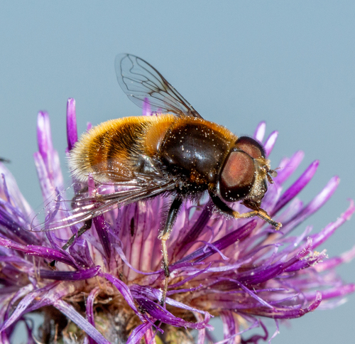 Furry Dronefly