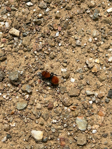 iNaturalist observation photo of Pacific Velvet Ant