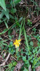 Spathoglottis pubescens