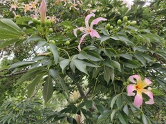 Ceiba speciosa