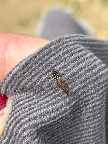 iNaturalist observation photo of Ants, Bees, Wasps, and Sawflies