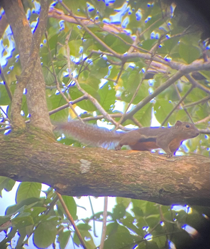 Callosciurus notatus