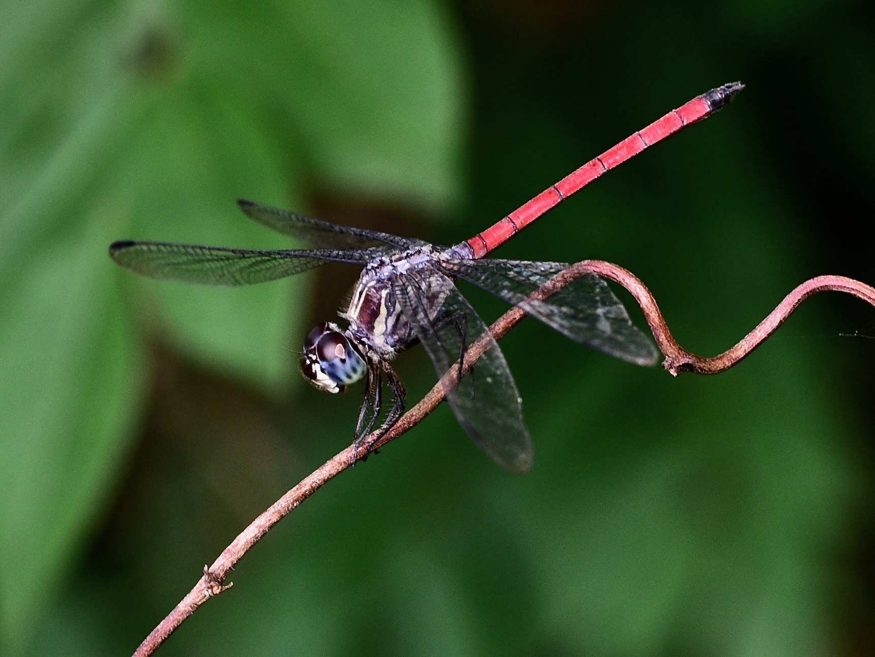 Asiatic Bloodtail
