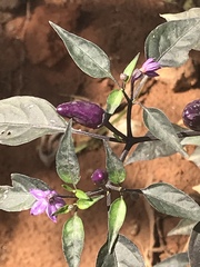 Capsicum annuum