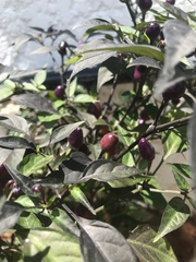 Capsicum annuum
