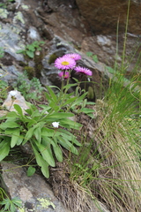 Erigeron caucasicus venustus