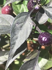 Capsicum annuum
