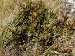 Protea inyanganiensis image