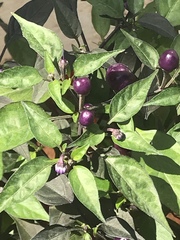 Capsicum annuum
