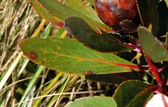 Protea inyanganiensis image