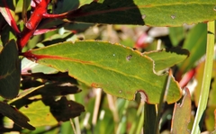 Image of Protea inyanganiensis
