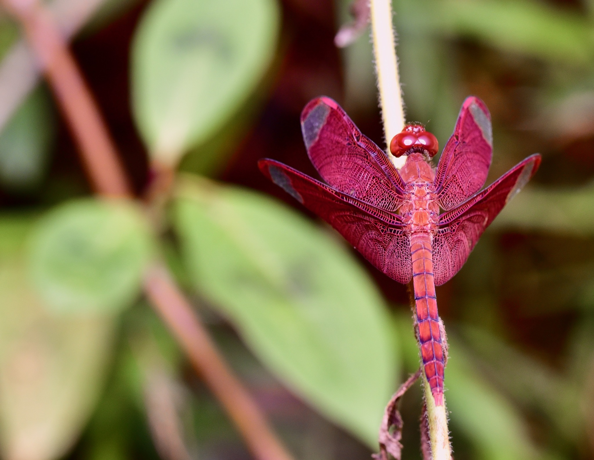 Fulvous Forest Skimmer