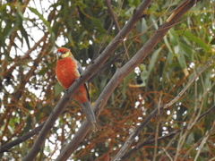 Platycercus icterotis