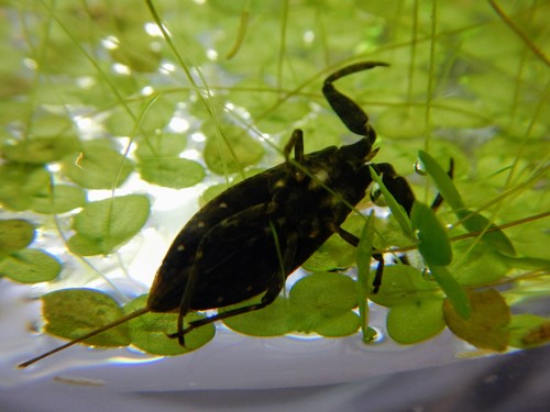Eurasian Water Scorpion