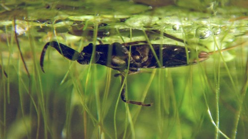 Eurasian Water Scorpion