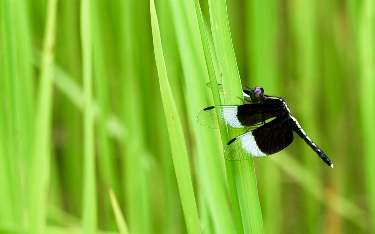 Pied Paddy Skimmer