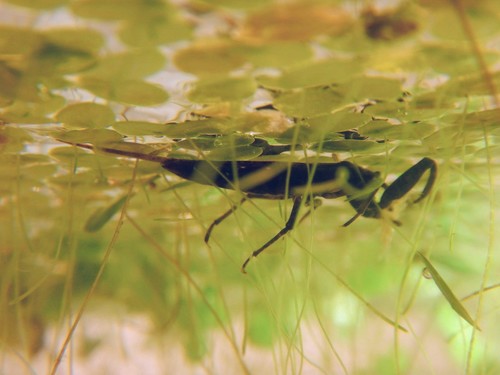 Eurasian Water Scorpion