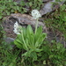 Primula bayernii - Photo (c) Dmitriy Bochkov, algunos derechos reservados (CC BY), subido por Dmitriy Bochkov