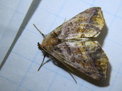 Pseudeva purpurigera