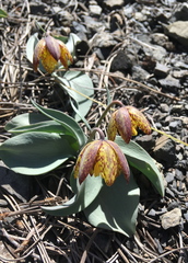 Fritillaria glauca