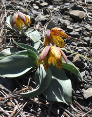 Fritillaria glauca