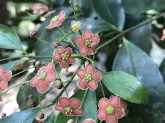 Euonymus laxiflorus