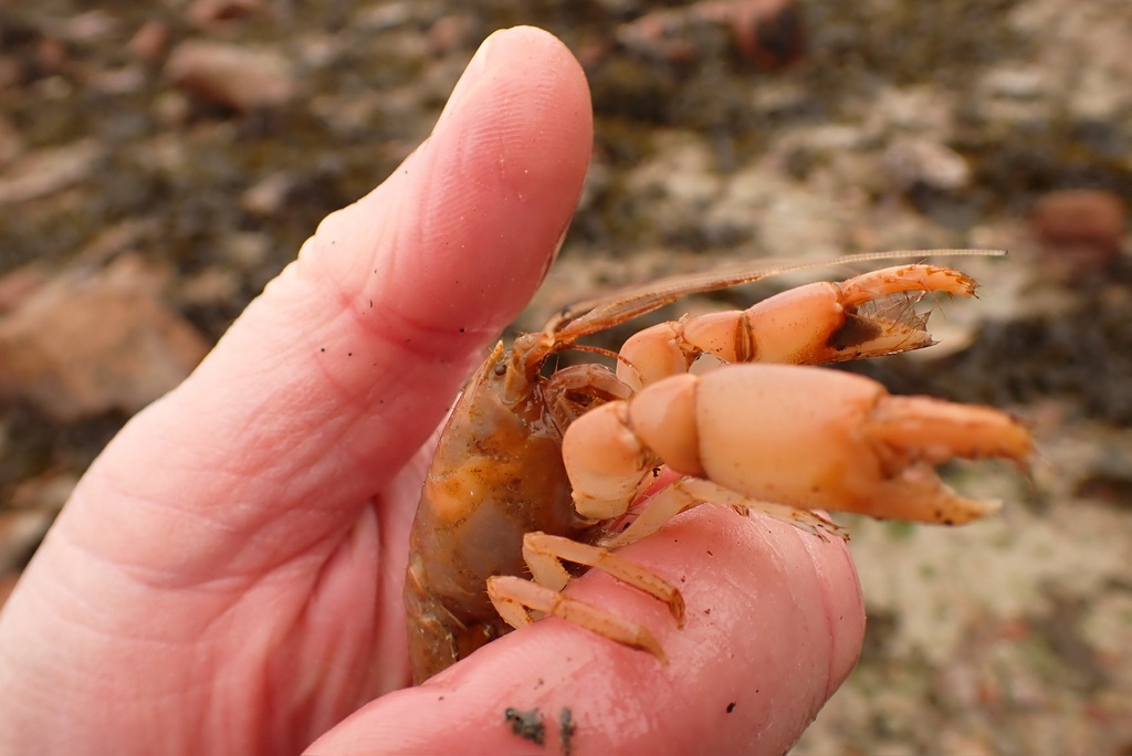 Axius stirhynchus