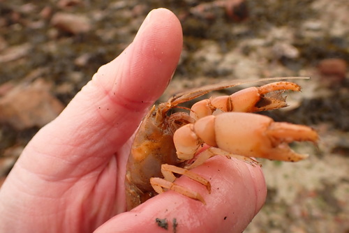 Axius stirhynchus