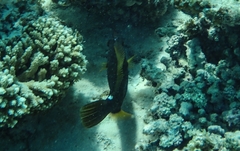 Cantherhines pardalis