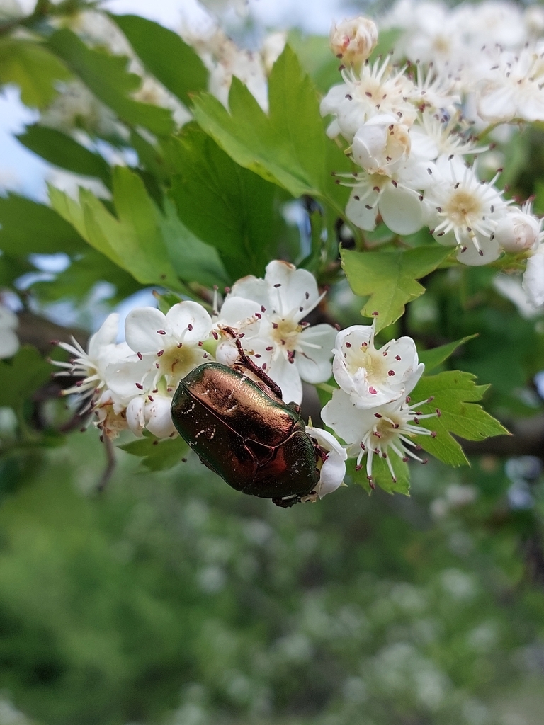 Protaetia fieberi