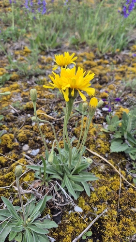 Leontodon incanus (Leontodon incanus)