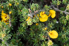 Pultenaea canaliculata