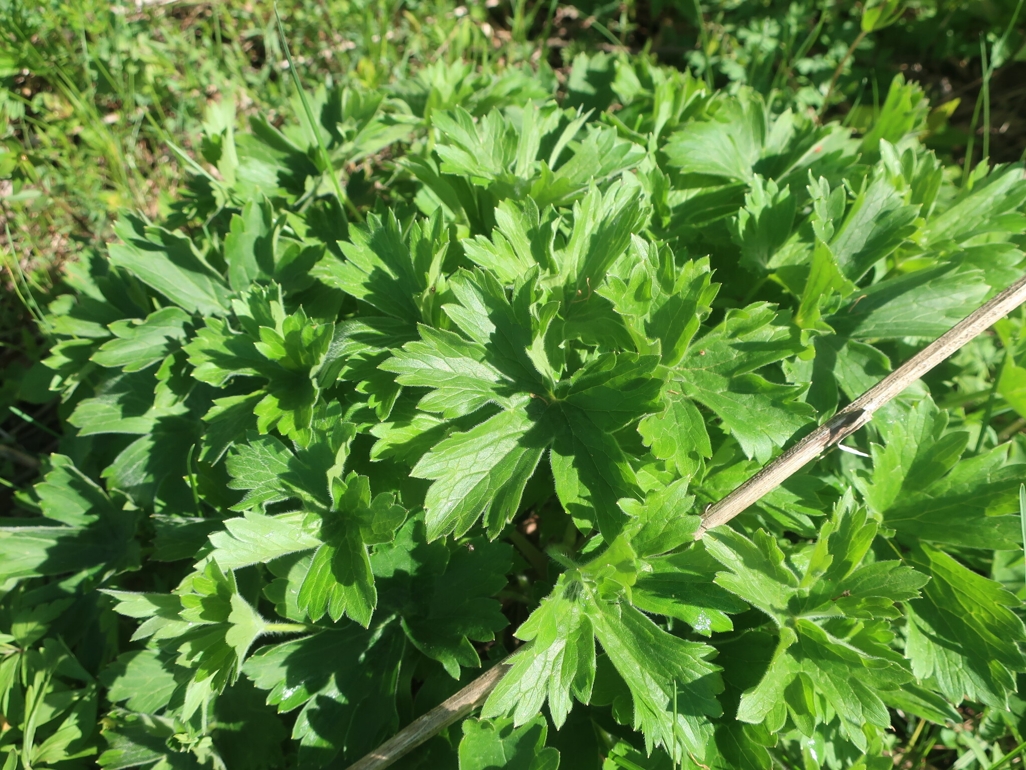 Stračka vyvýšená Magic Fountains Cherry Blossom (White Bee) — foto