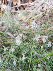 Prostanthera chlorantha