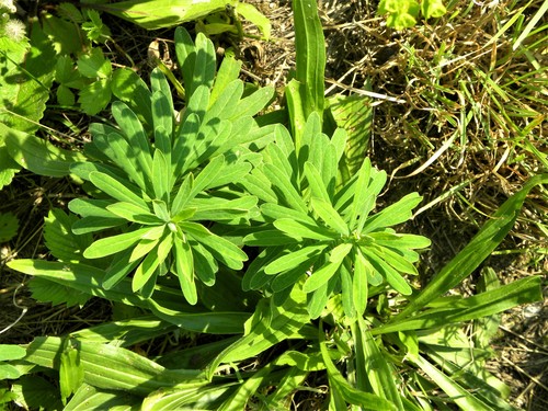 Didžioji karpažolė nuotrauka