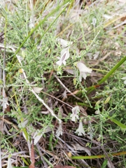 Prostanthera chlorantha