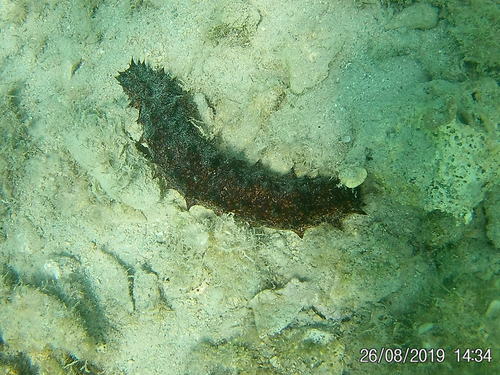 Obični trp (Holothuria tubulosa)