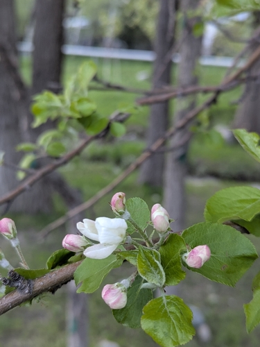 Image of Malus sieversii by (c) Islam Galymzhanov, some rights reserved (CC BY)