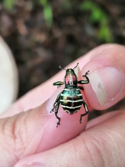 Pachyrhynchus speciosus