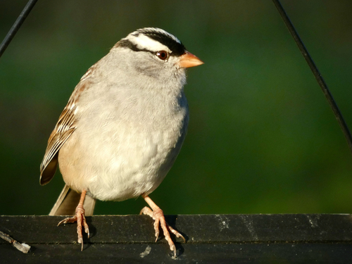 White-crowned Sparrow photographed in Wisconsin