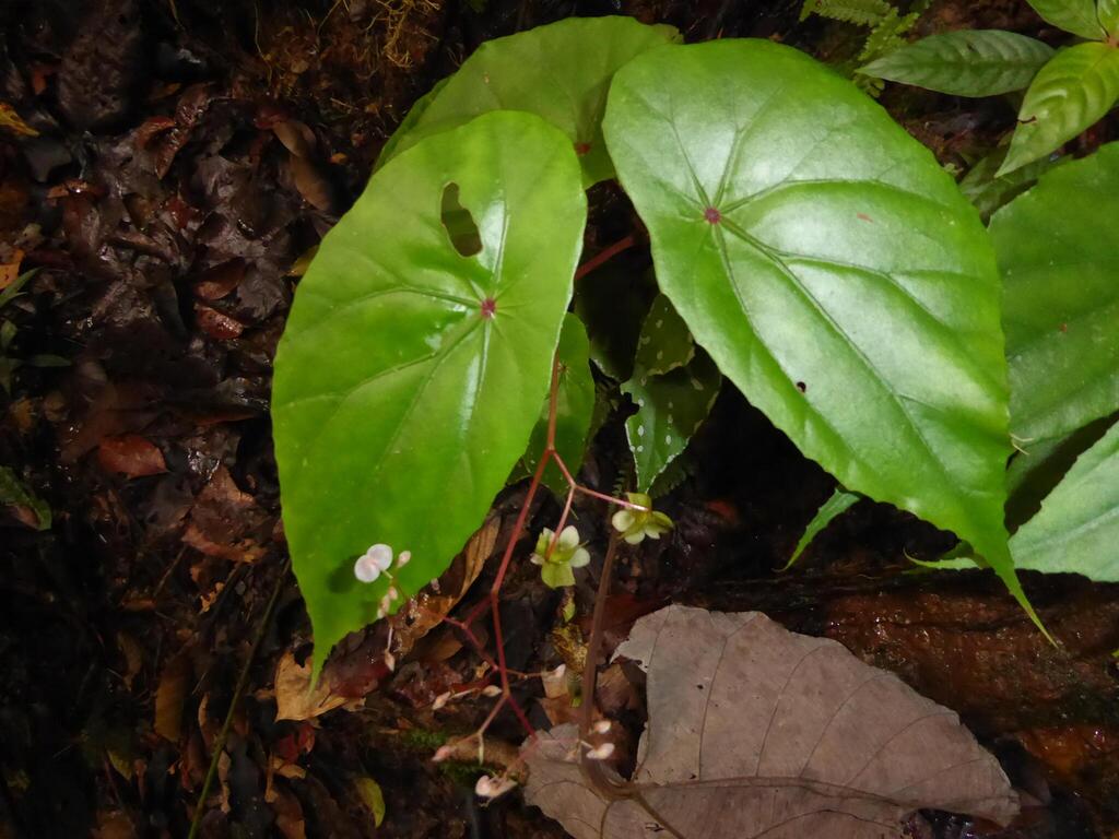 Begonia baramensis