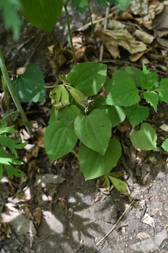 Smilax stans iNat (2)