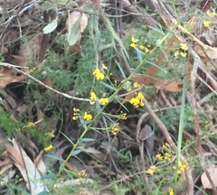 Daviesia umbellulata