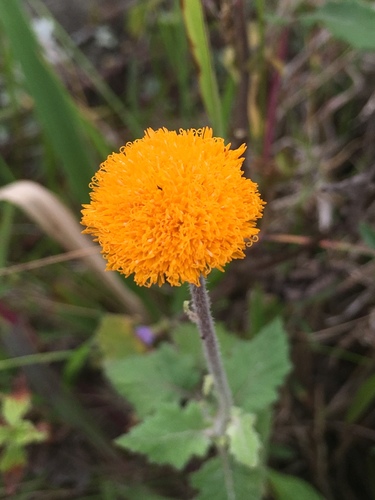 Crassocephalum vitellinum